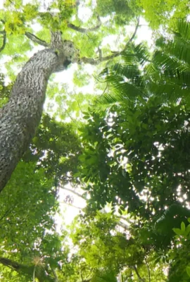 Mais de 5 mil mudas de árvores nativas da Mata Atlântica foram plantadas em pedreira próxima à Salvador