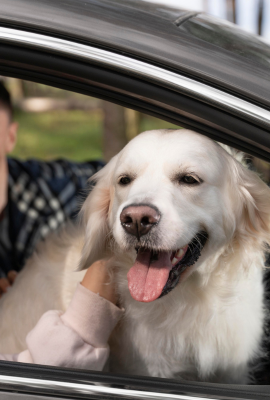 Saiba cuidados necessários para viajar com animais de carro durante o São João 